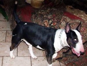 Ten bullterrier zaatakował dziecko