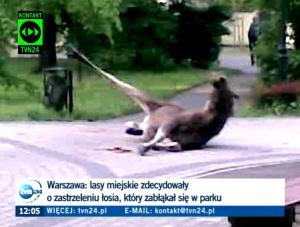 Sprawa zastrzelonego łosia trafi do prokuratury