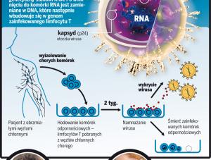 Tak funkcjonuje wirus HIV