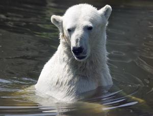 Dzięki idolowi Niemców, misiowi Knutowi, Polscy kibice zadrwili z Niemców.