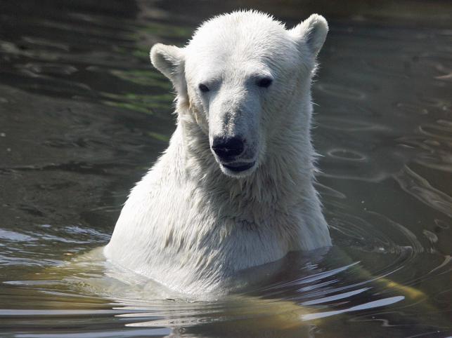 Dzięki idolowi Niemców, misiowi Knutowi, Polscy kibice zadrwili z Niemców.